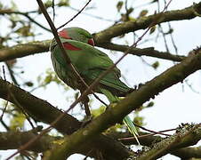 Alexandrine Parakeet