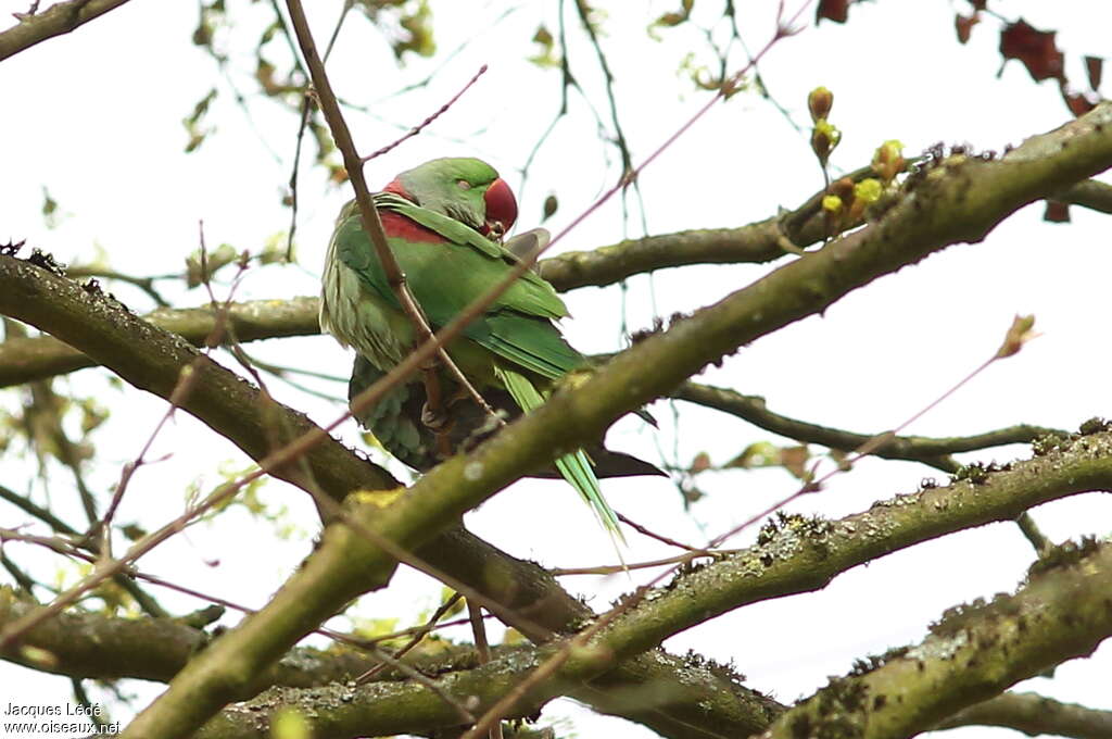 Alexandrine Parakeet male adult, habitat, care