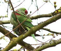 Alexandrine Parakeet