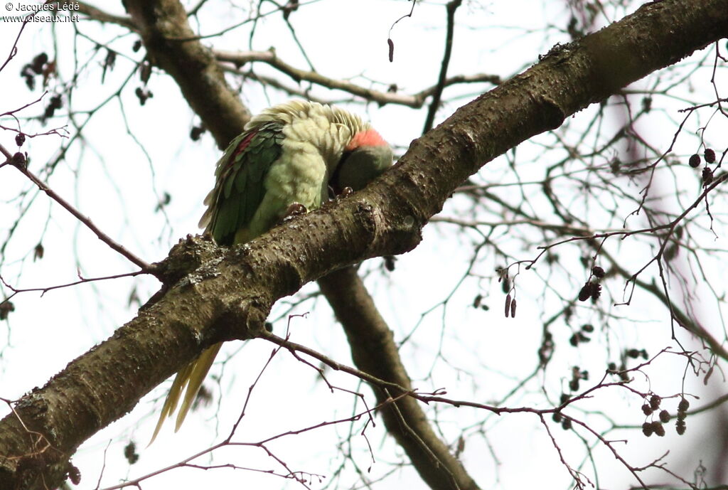 Alexandrine Parakeet