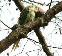 Alexandrine Parakeet