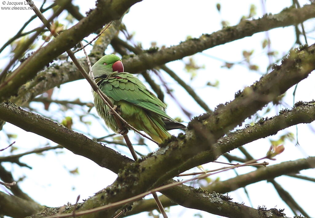 Alexandrine Parakeet