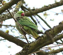 Alexandrine Parakeet