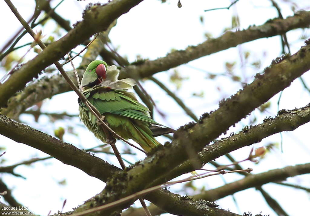 Alexandrine Parakeet, habitat, care, pigmentation