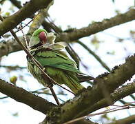 Alexandrine Parakeet