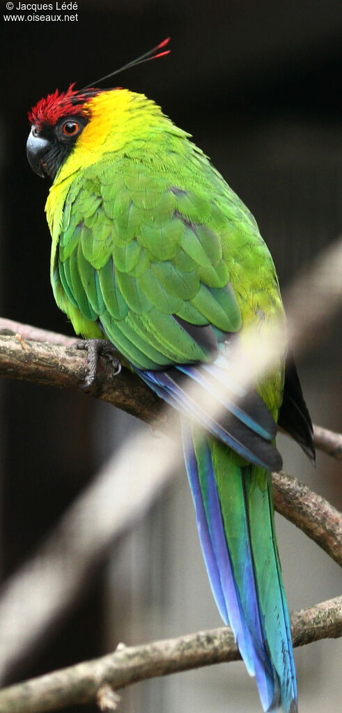 Horned Parakeet