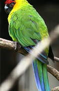 Horned Parakeet