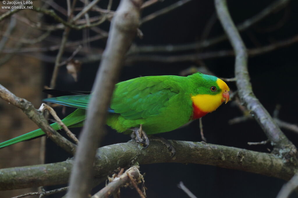 Superb Parrot