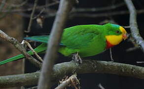 Superb Parrot