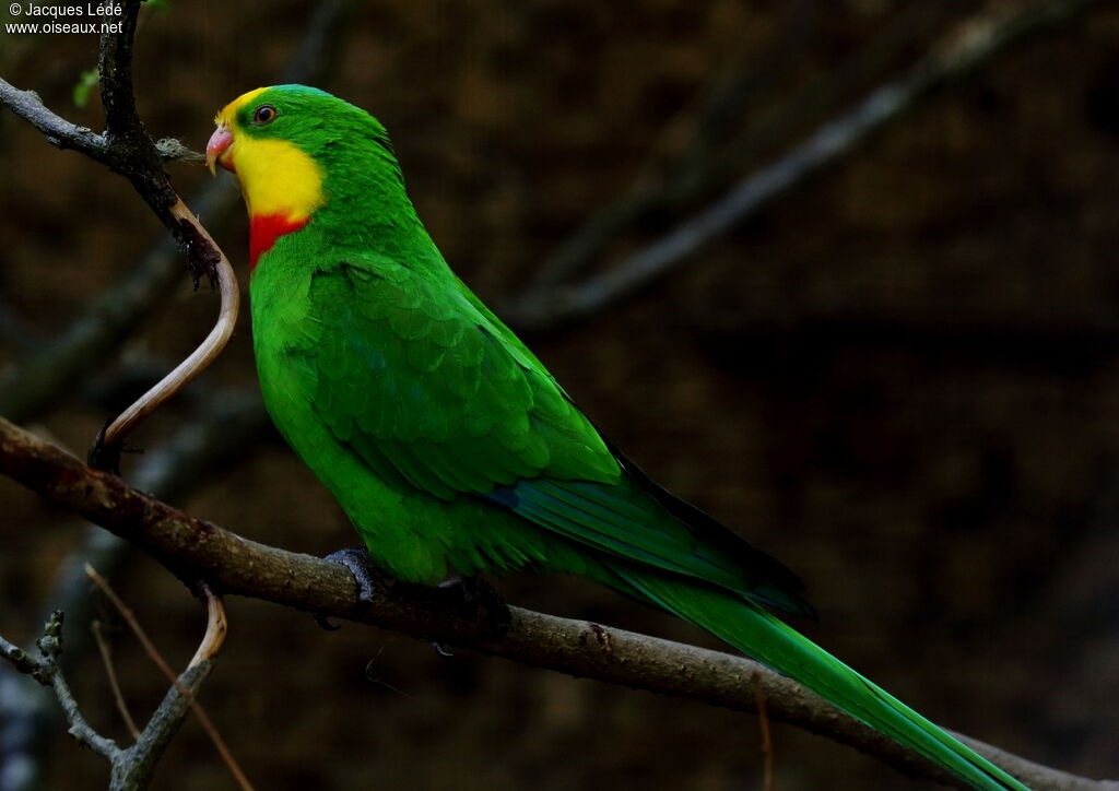 Superb Parrot