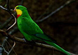 Superb Parrot