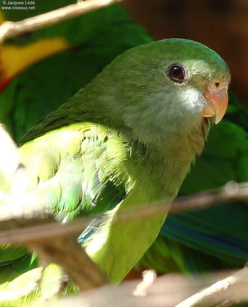 Superb Parrot