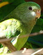 Superb Parrot