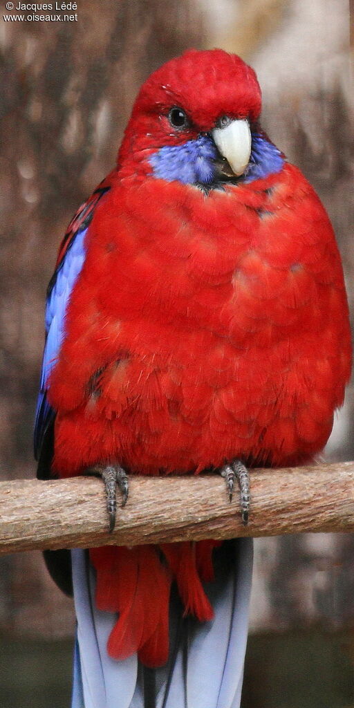 Crimson Rosella