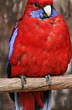 Perruche de Pennant