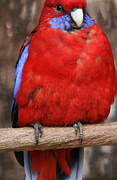 Crimson Rosella