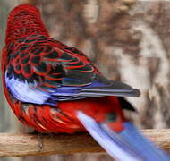 Crimson Rosella