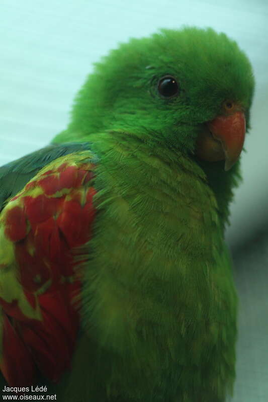 Jonquil Parrot
