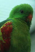 Jonquil Parrot