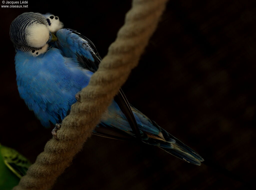 Budgerigar