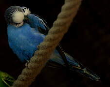 Budgerigar