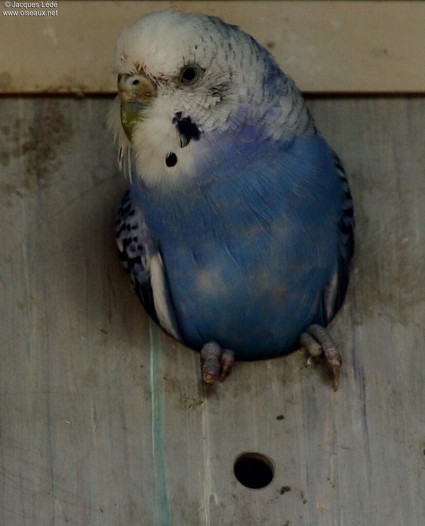 Budgerigar