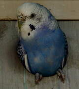 Budgerigar