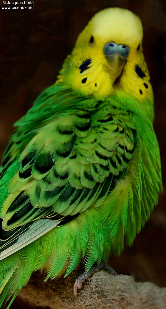 Budgerigar