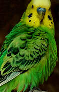 Budgerigar