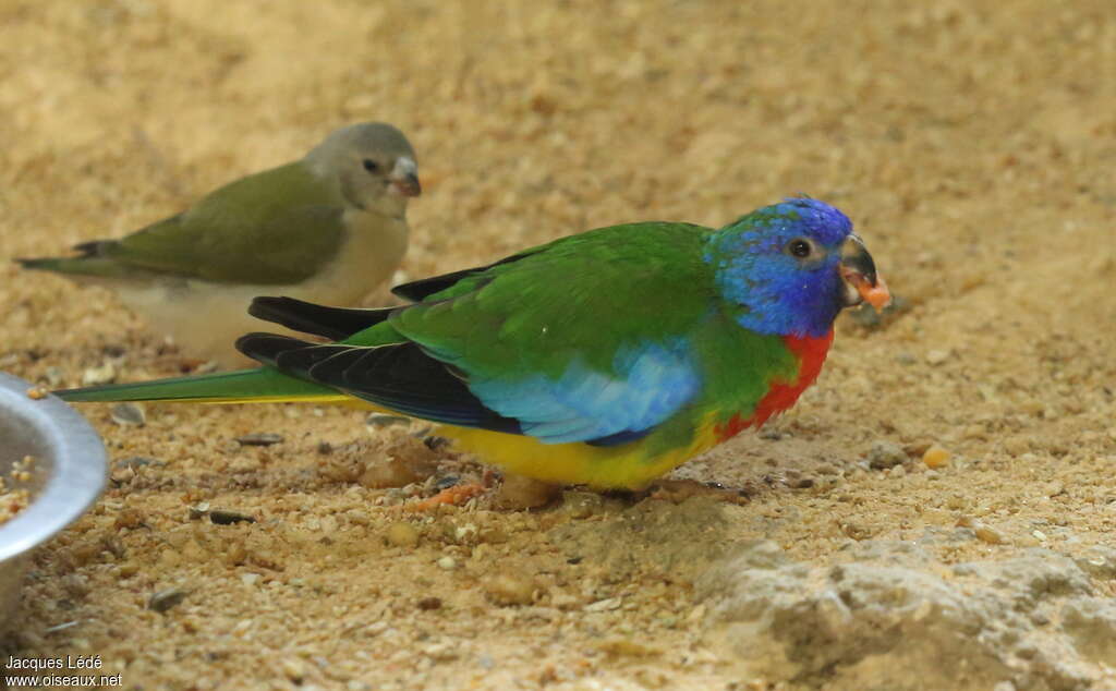 Scarlet-chested Parrot male adult, pigmentation, eats