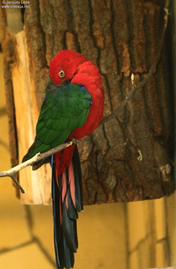 Moluccan King Parrot