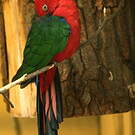 Perruche tricolore