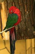 Moluccan King Parrot