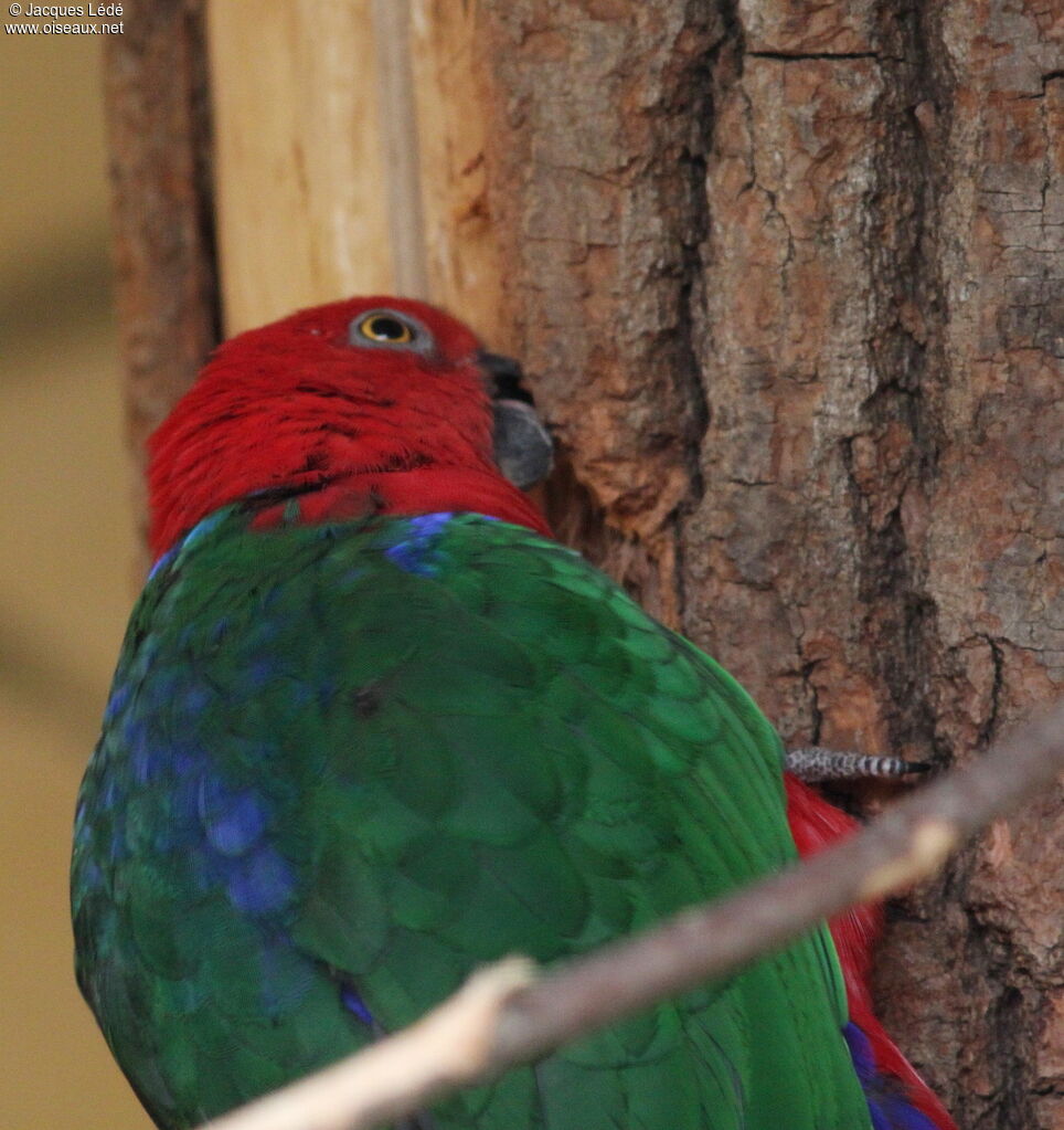 Perruche tricolore