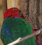 Moluccan King Parrot