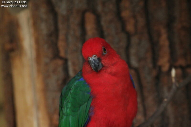 Moluccan King Parrot