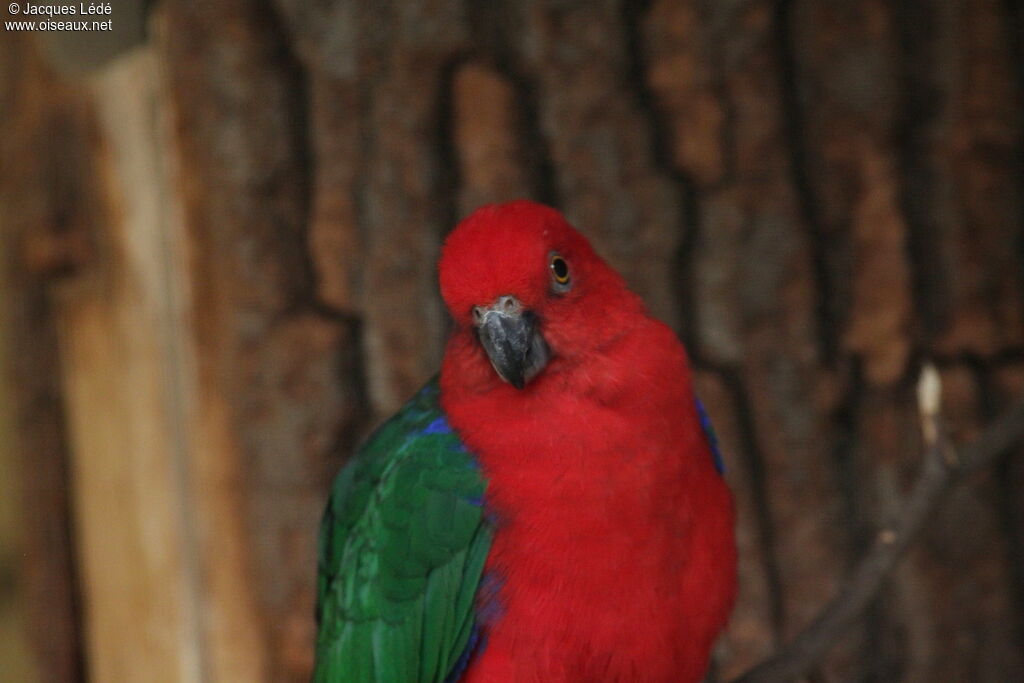 Moluccan King Parrot