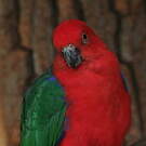 Perruche tricolore