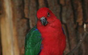 Moluccan King Parrot