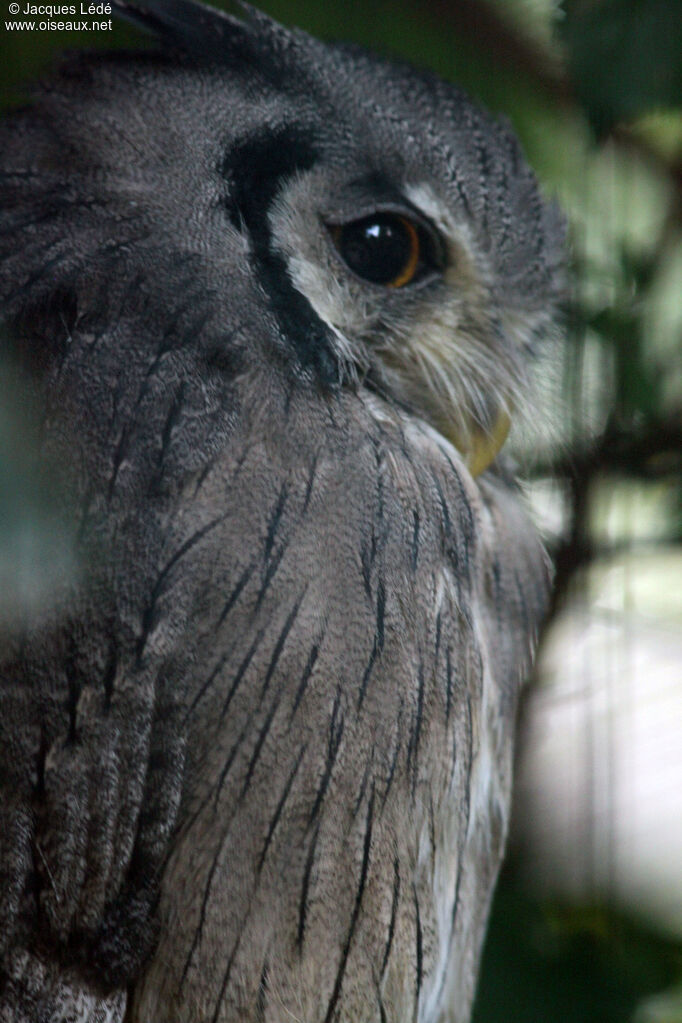 Southern White-faced Owl