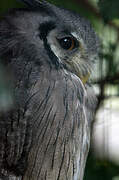 Southern White-faced Owl