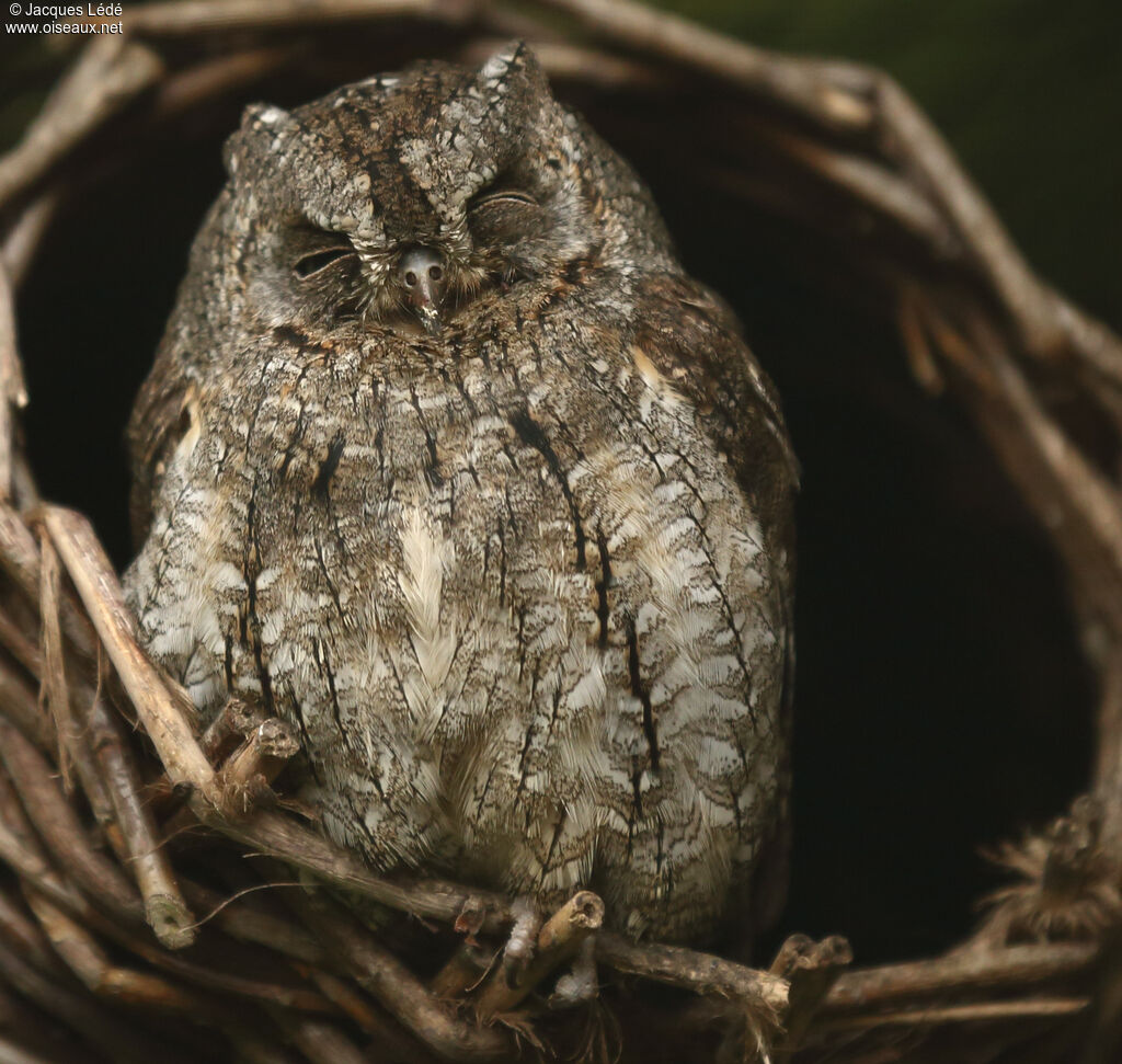 Eurasian Scops Owl