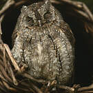 Petit-duc scops