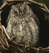 Eurasian Scops Owl