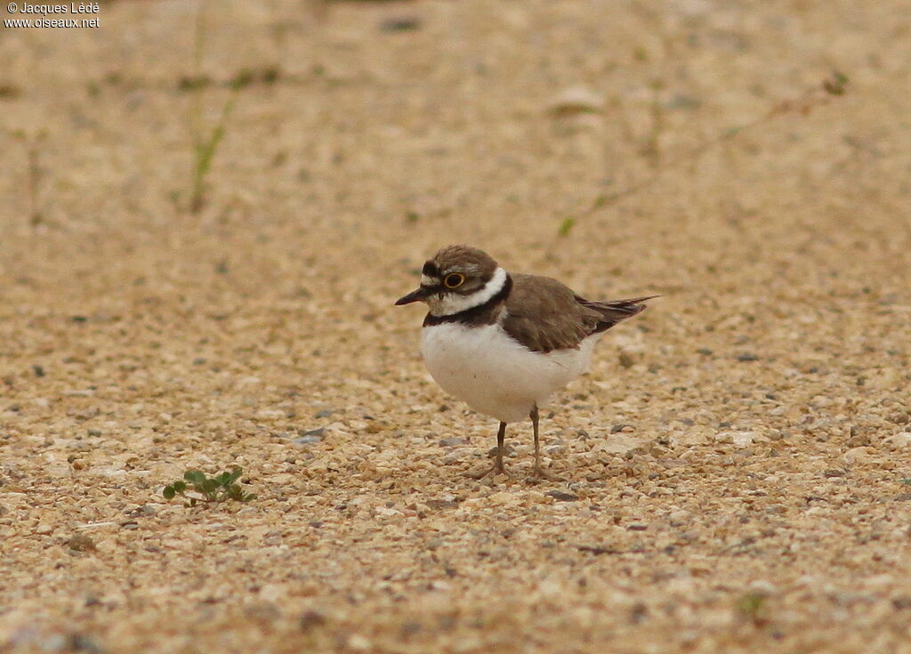 Little Ringed Plover