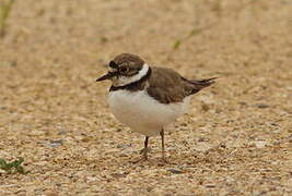 Little Ringed Plover