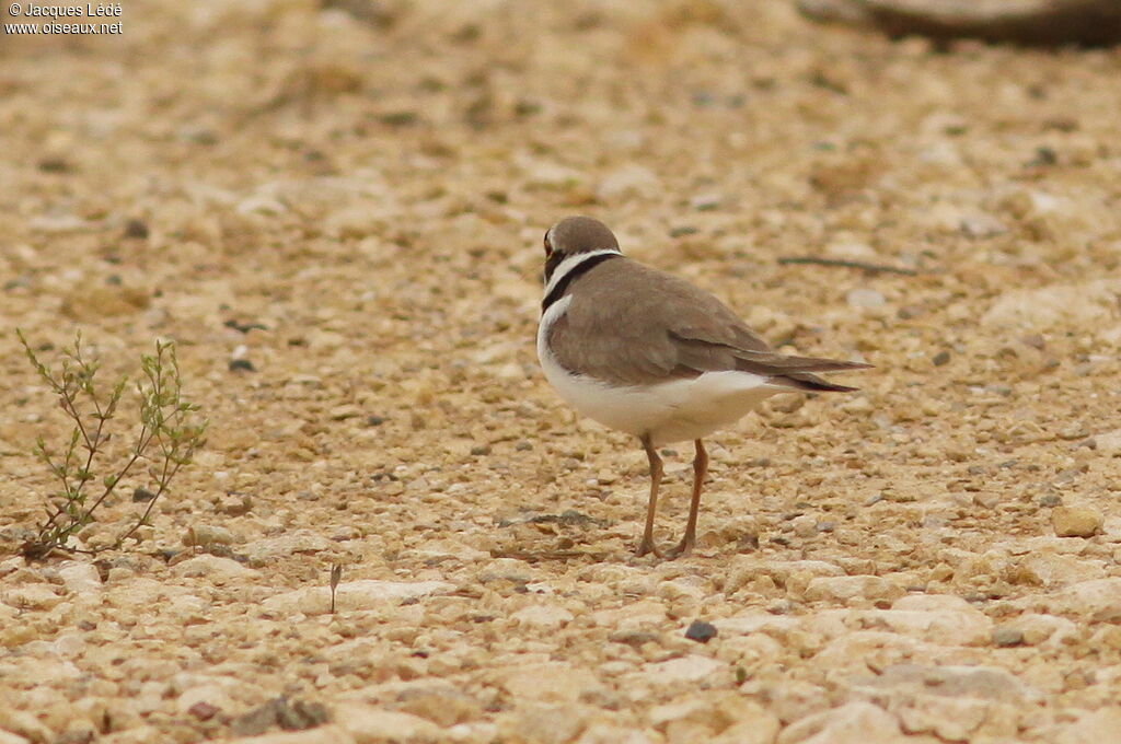 Little Ringed Plover