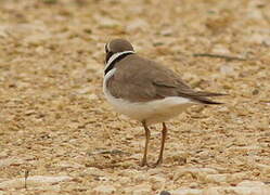 Little Ringed Plover