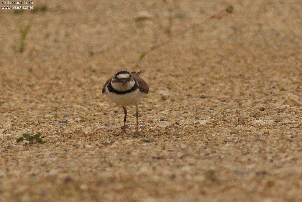 Little Ringed Plover