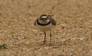 Little Ringed Plover